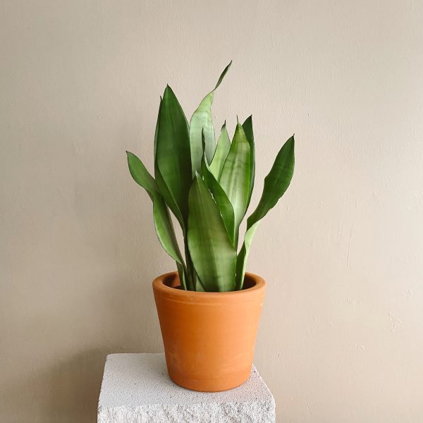 Sansevieria Moonshine