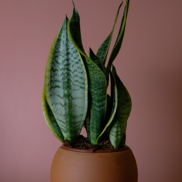 Sansevieria Trifasciata