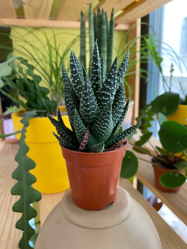 Haworthia Fasciata